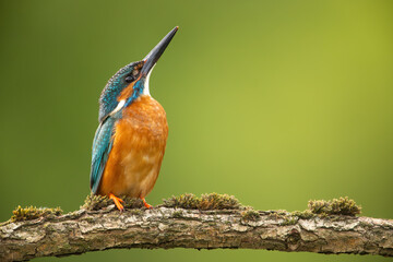 Male common kingfisher, alcedo atthis, looking upwards and sitting on a mossy twig in springtime. Animal wildlife in green wilderness with copy space.