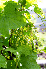 Black currant, Ribes nigrum. Spring green flowers on a tree branch. Black currant in bloom, vertical orientation