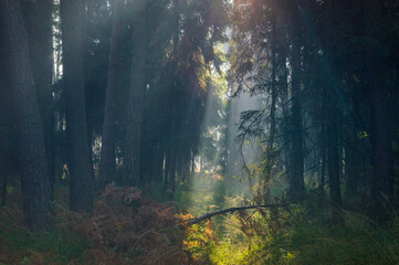 Gra świateł i cieni w lesie