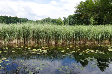 See im Müritz-Nationalpark an der Müritz in Mecklenburg-Vorpommern