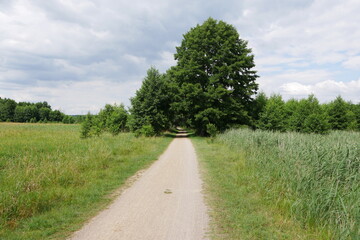 Fototapeta na wymiar Feldweg Wanderweg mit Wiese und Schilf