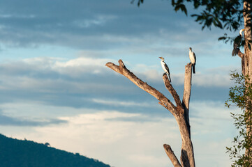 two Cormorant bird was standing at dead tree, Dili Timor Leste 