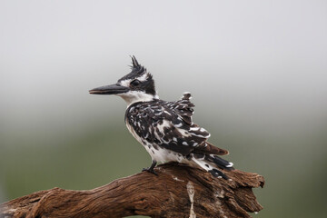 Pied kingfisher (Ceryle rudis) sitting on a branch in Zimanga game reserve in Kwa Zulu Natal in...