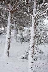 Tree trunks covered in snow in a small forest in eastern Poland.