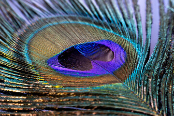 Colourful Peacock Feather Close up
