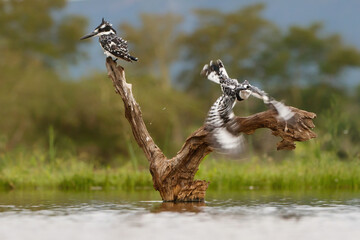 Pied kingfisher (Ceryle rudis) couple sitting on a branch, one is flying away, in Zimanga game...