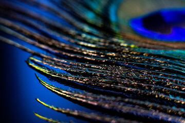 Iridescent Peacock Feather Flue and Plumage