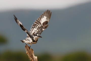 Fototapeta premium Pied kingfisher (Ceryle rudis) flying away in Zimanga game reserve in Kwa Zulu Natal in South Africa