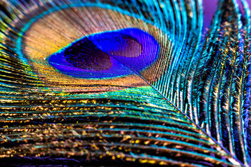 Elegant Detailed Peacock Feather Eye