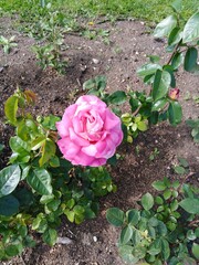 pink rose in garden