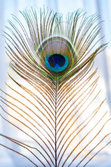 Looking through a Peacock feather