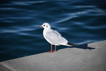 A young seagull stands on the seashore