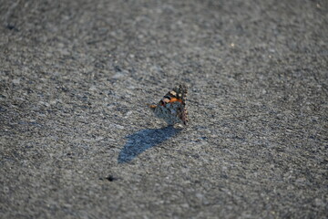 コンクリートの上のヒメアカタテハ