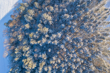 Aerial top down view of snow covered spruce tree forest in winter