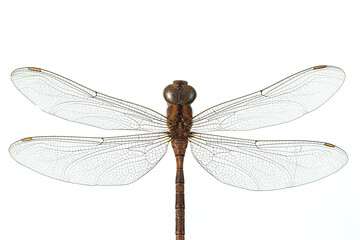 dragonfly isolated on a white background
