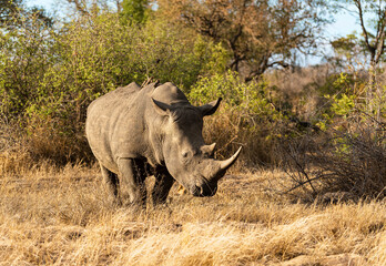 Fototapeta premium White rhino of sabi sands