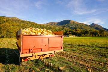 Red  cart filled with yellow maize in green meadows, Arcizans-Avant,Hautes-PyrÃ©nÃ©es, France