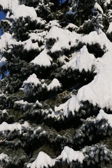 Snowy fir forest, also usable as background image for invitation cards, congratulations or as wallpaper, portrait format