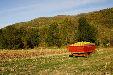 A Red  cart filled with yellow maize in green meadows, Arcizans-Avant,Hautes-PyrÃ©nÃ©es, France