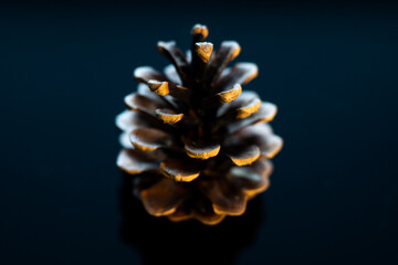 pine cones on a black background