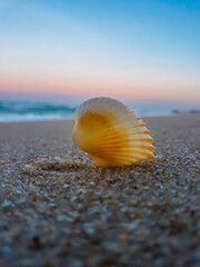 shell on the beach sand