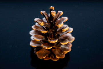 pine cones on a black background