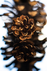 abstract reflection of pinecone