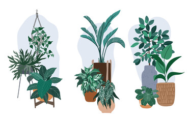 Three house plants compositions, plants in pots