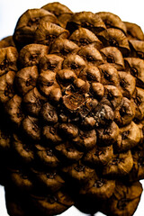 closeup of a pine cone
