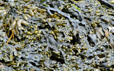Algues sur la côte vendéenne, France