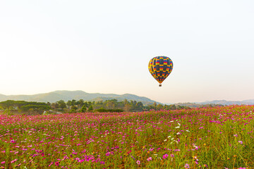 Hot air balloon over cosmos flowers with blue sky,Agricultural Field,Balloon,Adventure,Agriculture,Backgrounds,Beauty In Nature,Blossom