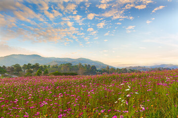 The scenery of the cosmos flower field in sunset time with the tea plantation behind in Chiang Rai, Thailand.
