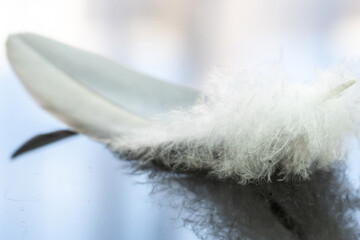 Close up of feather