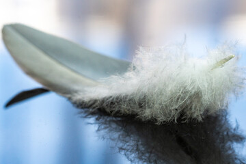 Close up of feather