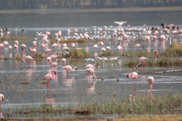 Fototapeta premium wild greater flamingos at lake nakuru