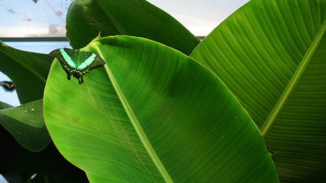 green leaf