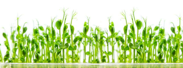 Microgreen pea sprouts isolate on a white background. Selective focus.
