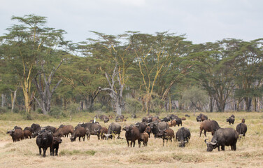 buffaloe herd coming out of forest