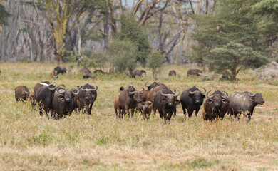 Naklejka na ściany i meble buffaloe herd coming out of forest