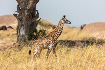 Giraffe walking through the grasslands in Kenya