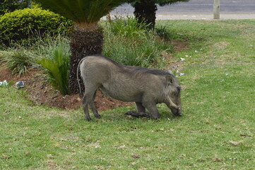 Wild boar eating in the garden