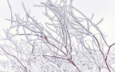 Snow covered tree, abstract nature background, color toning applied.