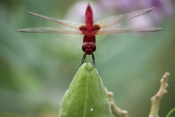 Red Dragonfly on a leaf