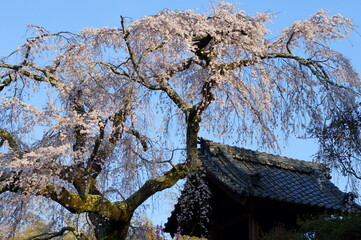 京都・地蔵禅院(地蔵院)の枝垂れ桜（京都府綴喜郡井手町）