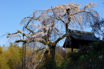 地蔵院の枝垂れ桜（京都府綴喜郡井手町）