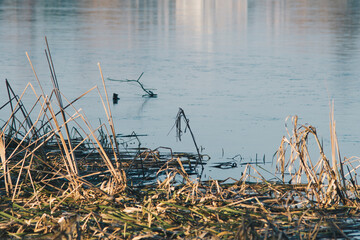 remains of cane on a lake covered with ice