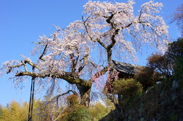 京都・地蔵禅院(地蔵院)の枝垂れ桜（京都府綴喜郡井手町）