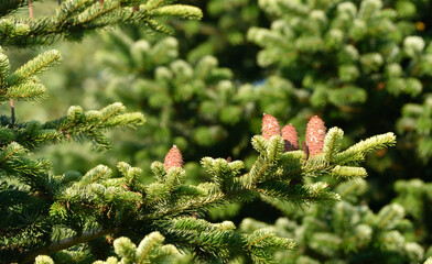 fir cones, standing upright on green twigs          