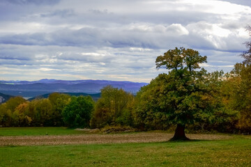 large tree on a field with green grass and clouds on the sky