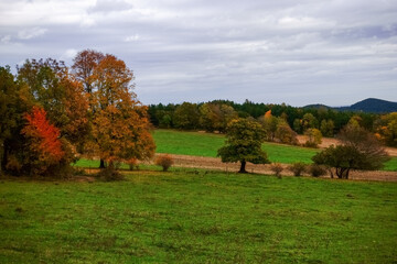 Fototapeta premium colorful single trees on a green meadow while hiking in autumn